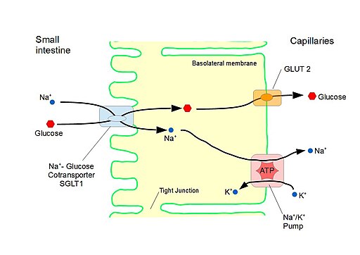 Diagram of primary and secondary active transport