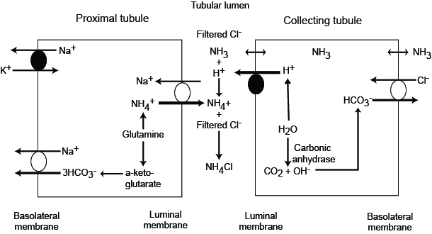 Ammonium buffer system