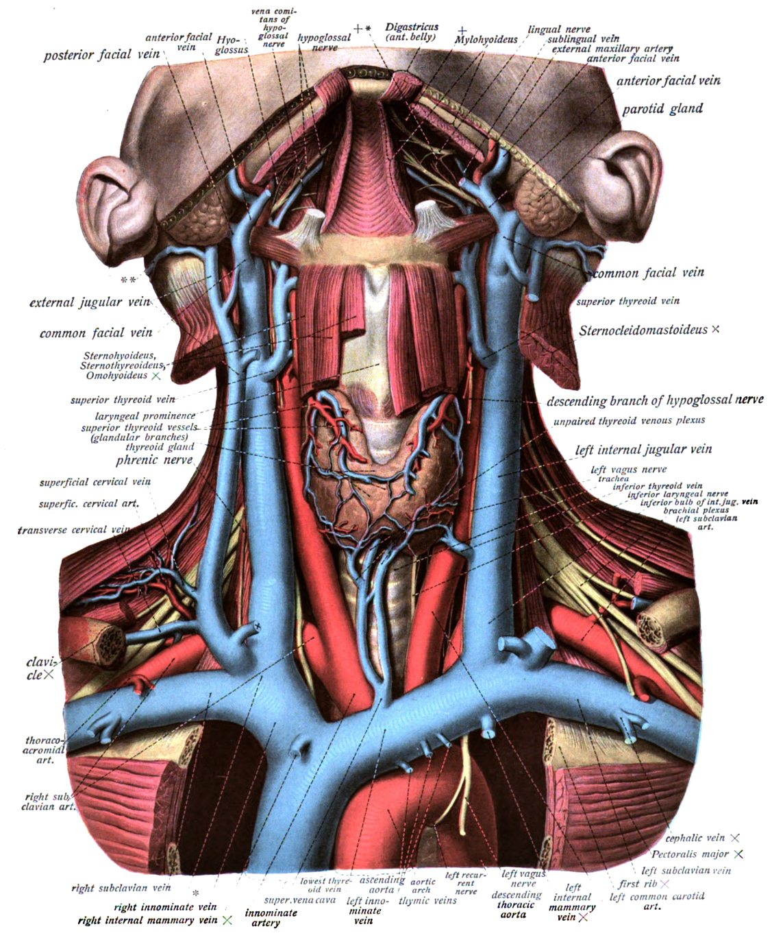 Anterior cross section of neck vasculature