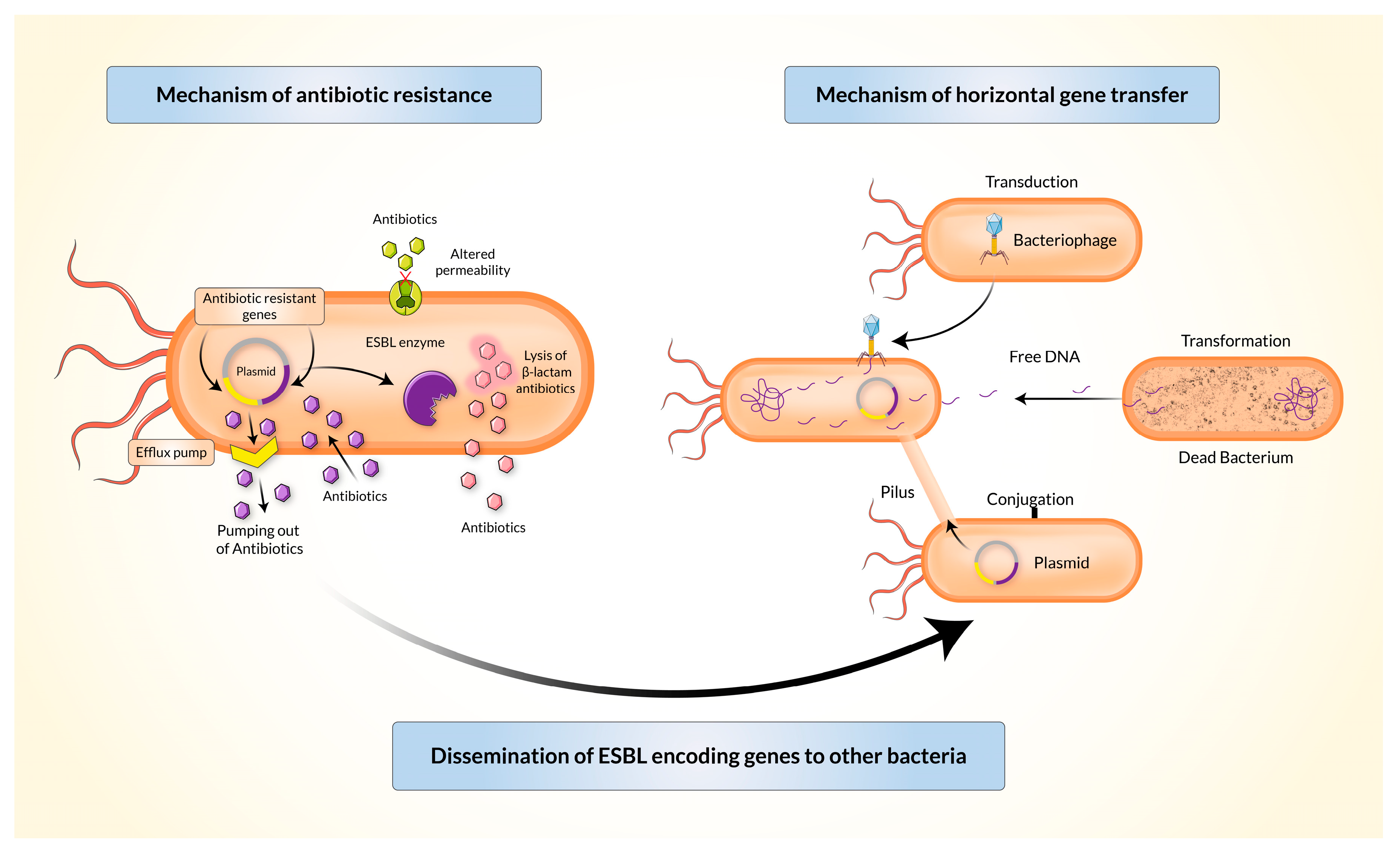 Antimicrobial resistance