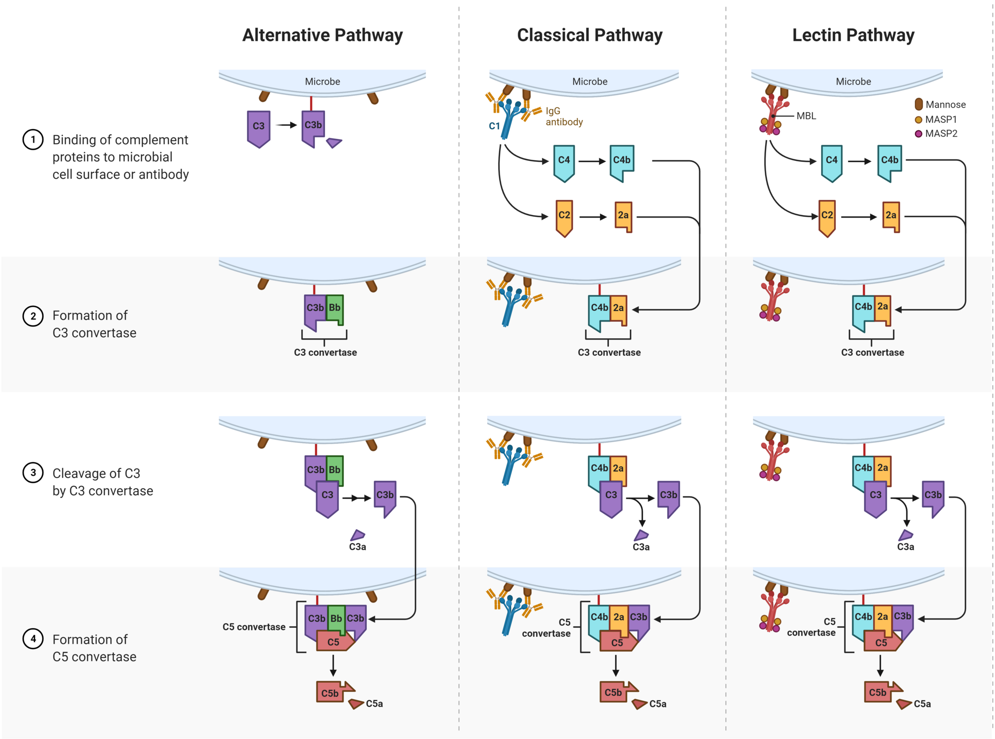 Complement pathways