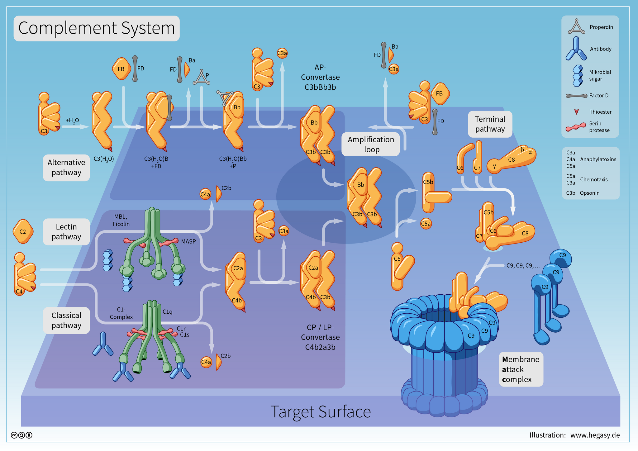 Complement pathways in more detail