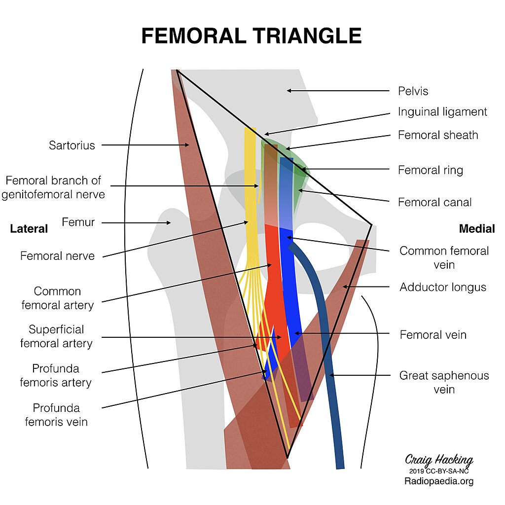 Diagram of the femoral triangle