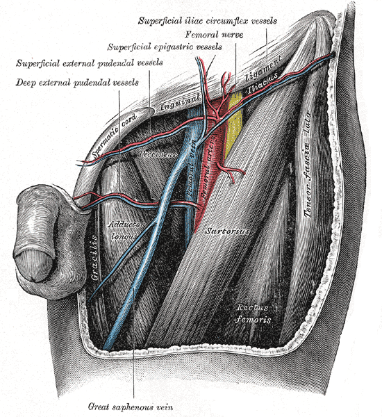 Anatomical sketch of the femoral triangle