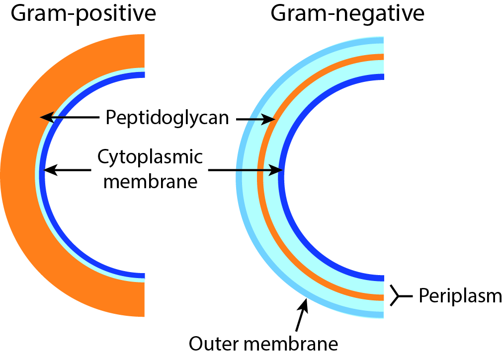 Comparison of cell wall components between gram positive and gram negative bacteria