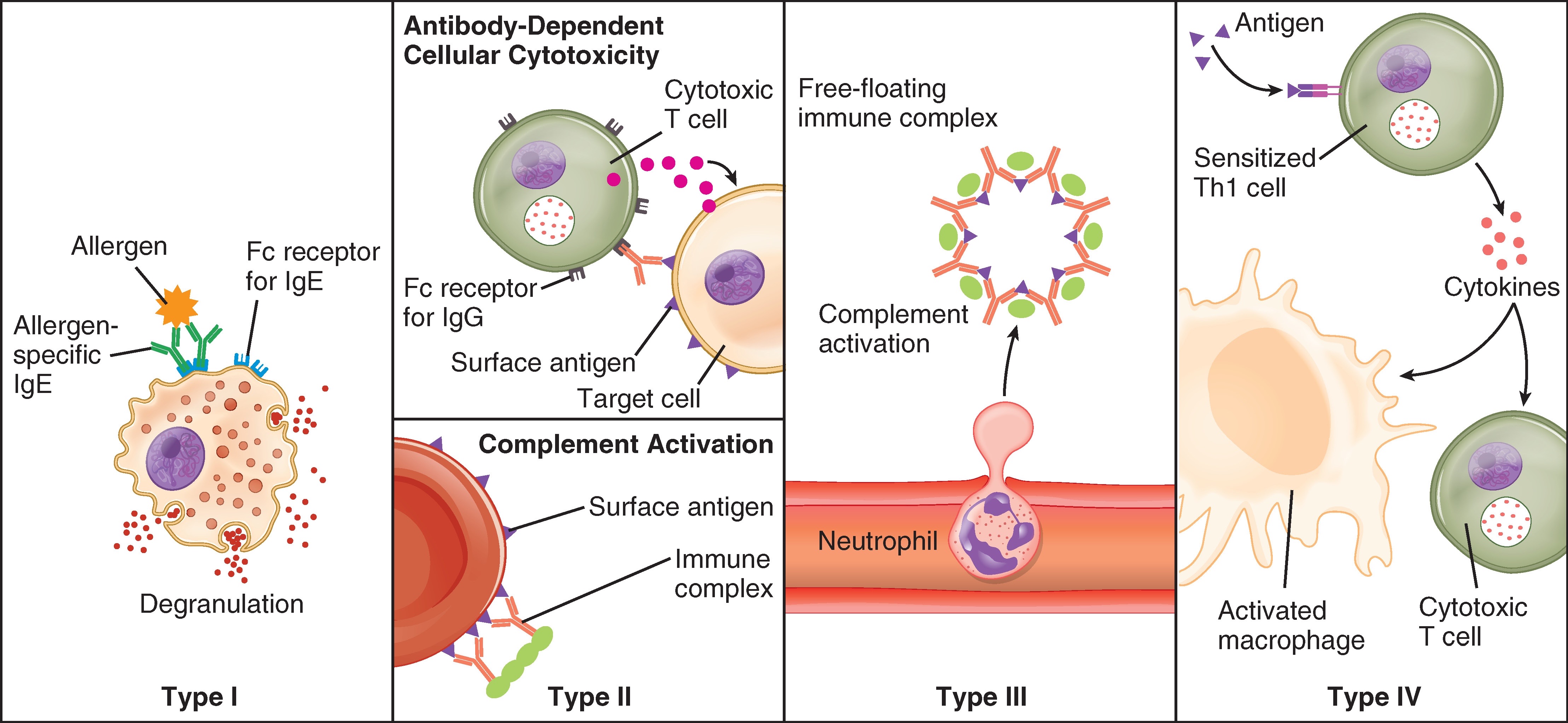 Hypersensitivity reactions