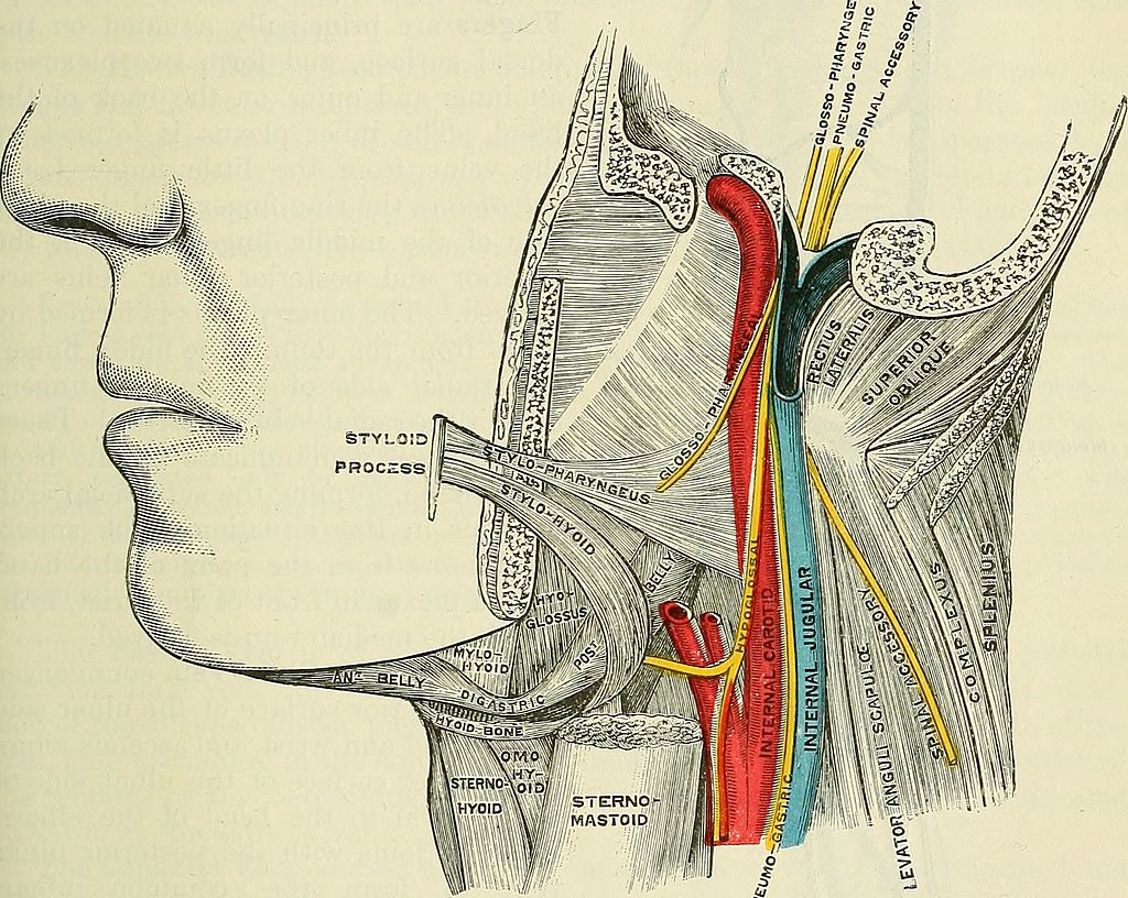 Anatomical diagram of the IJV, demonstrating its origin and relation to the carotid artery and cranial nerves