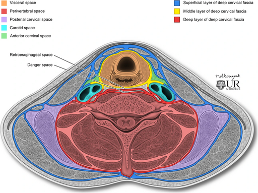 Cross section of the neck