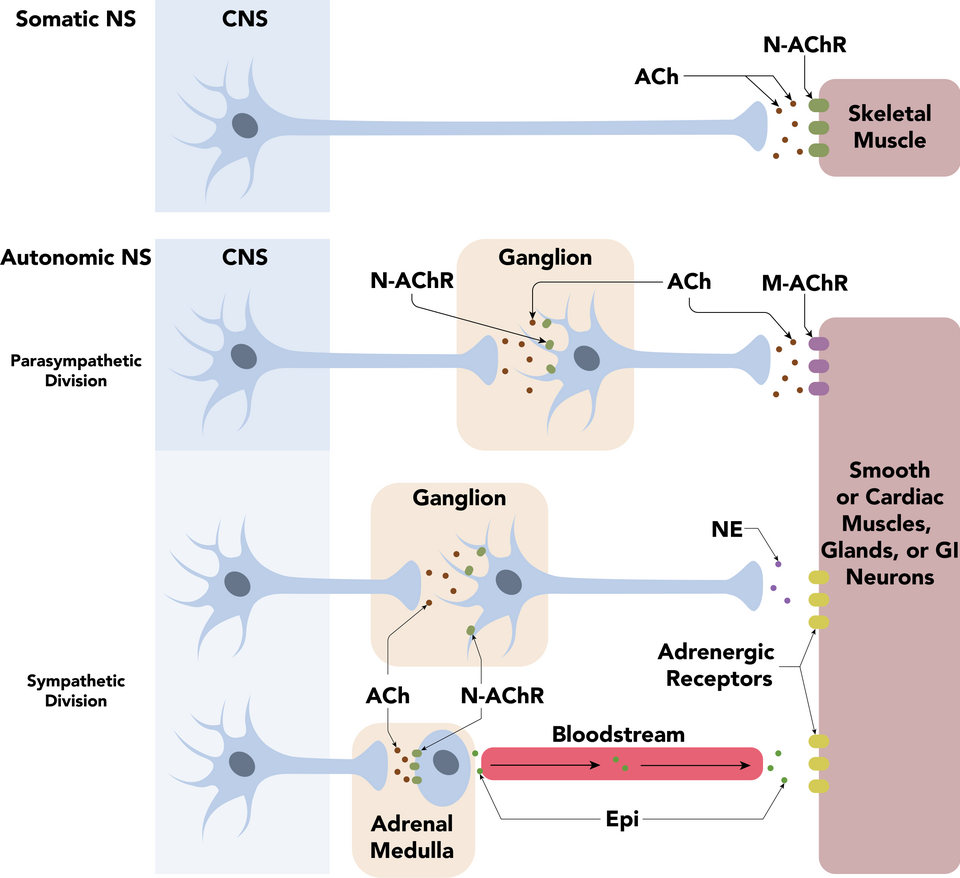 Nerve types