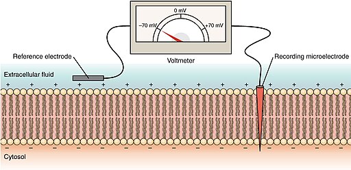 Diagram demonstrating a membrane potential
