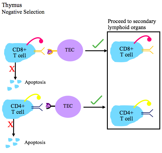 Negative selection of T cells