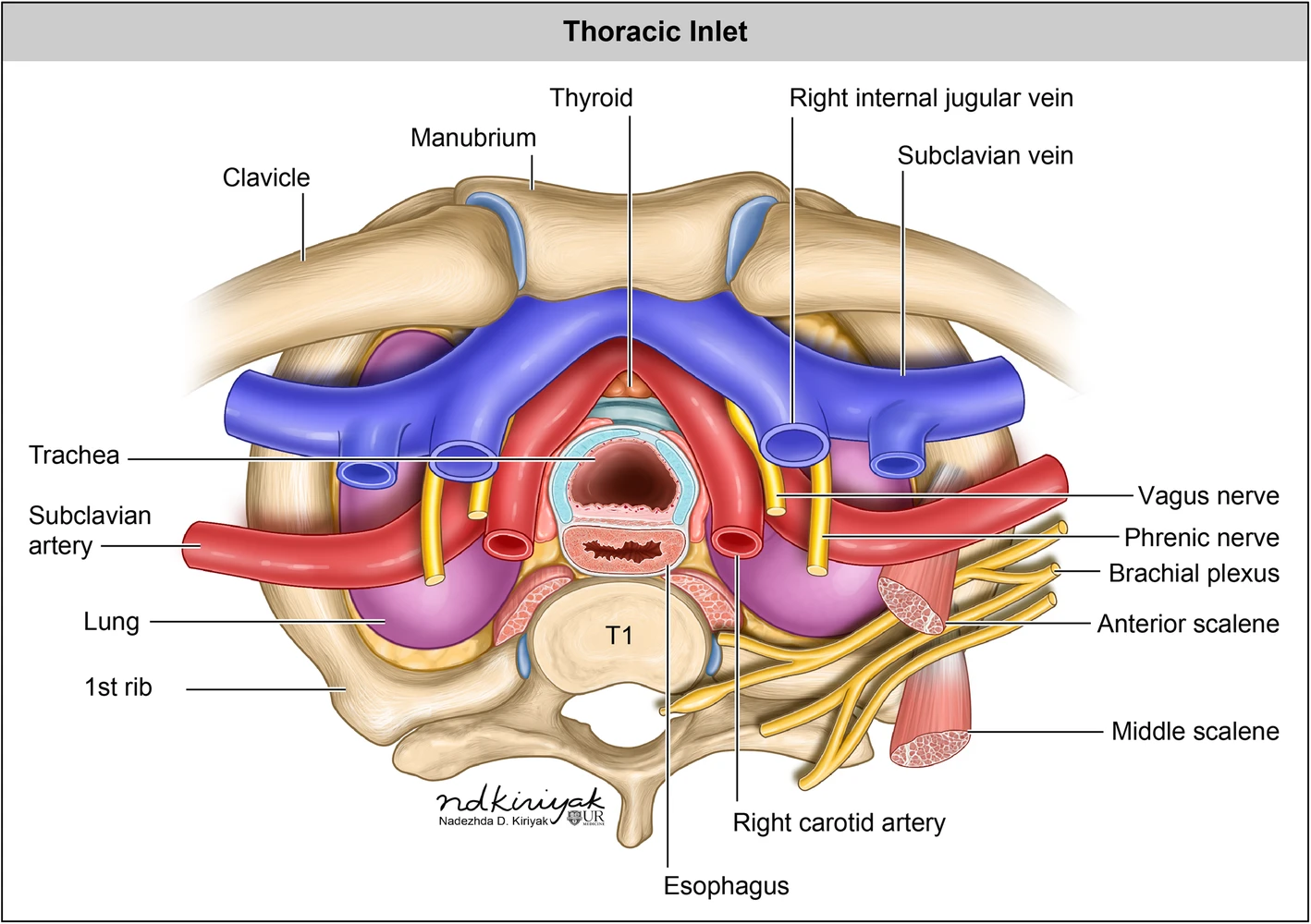 Thoracic inlet