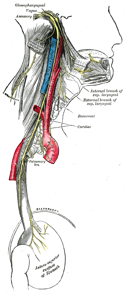 Branches and plexuses of the vagus nerve