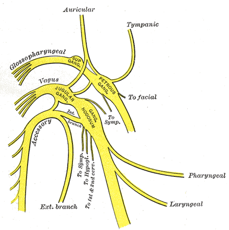 Ganglia of the vagus nerve